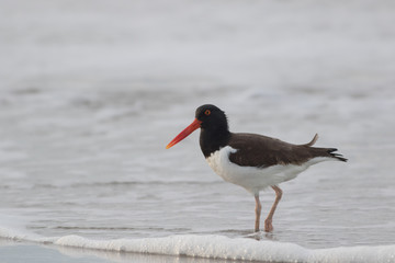 American Oystercatcher (Haematopus palliatus) walks along the beach at sunrise in Cape May, NJ