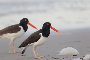 American Oystercatcher (Haematopus palliatus) walks along the beach at sunrise in Cape May, NJ