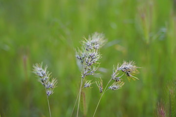 thistle in the field