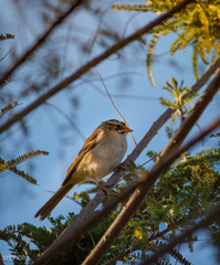 Pájaro en árbol