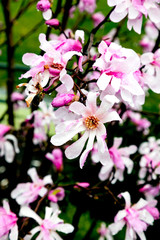 pink flowers in garden