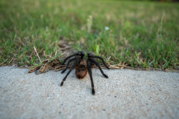Large Tarantula Walking From Sidewalk to Greeg Grass During the Day time