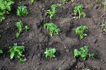  Just planted tomato bushes in the holes.