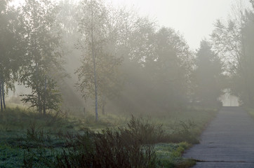 Fototapeta na wymiar Fog above green grass