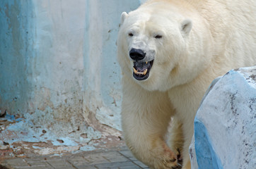 White polar bear