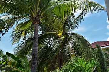 Obraz premium Subic Bay Philippines Beach