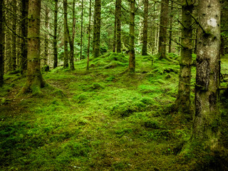 Fototapeta na wymiar Amazing forest in the middle of nowhere. So peacefull 