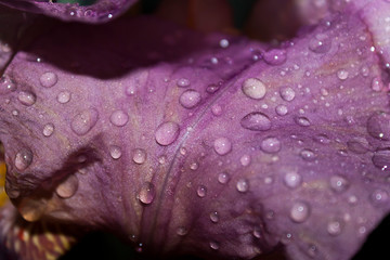 Photo for background, the petal of an iris flower close up, covered with raindrops