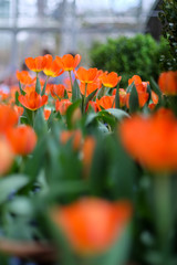 Orange Tulip Rows