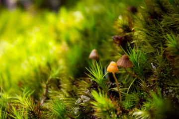 Macro Mushrooms