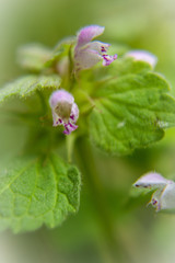 Tiny Purple Flower