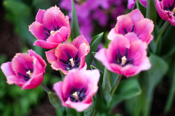 Fototapeta na wymiar Pink Tulips Top