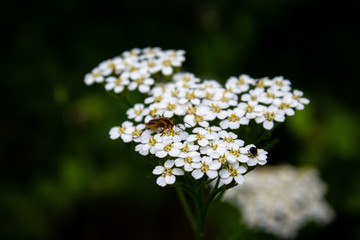 Queen Anne's Lace and Lightning Bug