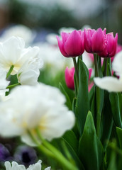 Pink Tulips in White Flowers