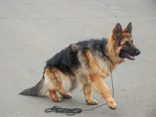 Dog breed German Shepherd, longhair. Black-red coat color. thin leather leash. Carefully moving.