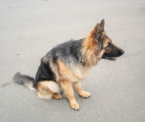 Dog breed German Shepherd, longhair. Black-red wool color. Sits on the pavement. On the watchman....