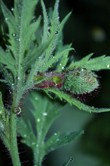 green bud of an unopened poppy flower in rain drops closeup