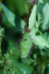 bud of unopened poppy flower with water drops close up