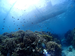 Fototapeta na wymiar A lot of Pearl-Spot Chromis and Grammatonotus are swimming on the coral reef.