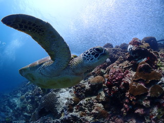 Obraz na płótnie Canvas Green Sea Turtle swims in the bottom of the sea elegantly.
