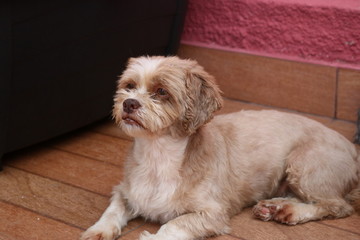 dog lying on the floor