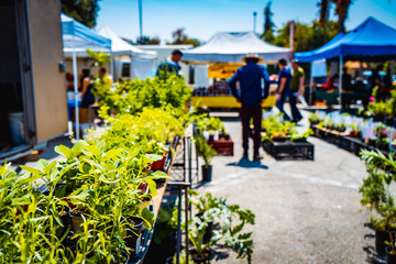 A Farmers Market in Pasadena, The United Stetes