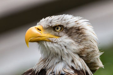 portrait of an american bald eagle