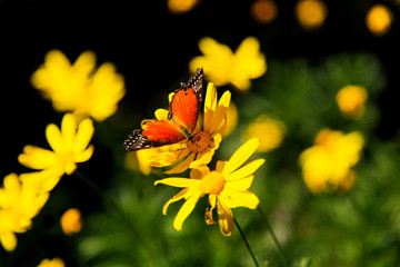 Butterfly spring scenery