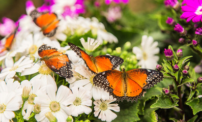 Butterfly spring scenery