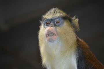 Mona Monkey