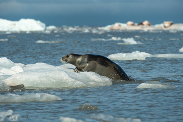 Bearded seal coming out