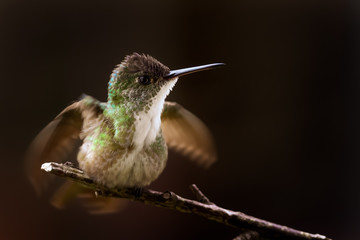 Hummingbird