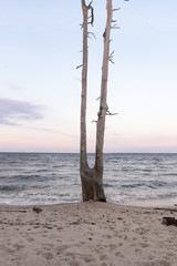 Dead Split Tree in Eastern North Carolina