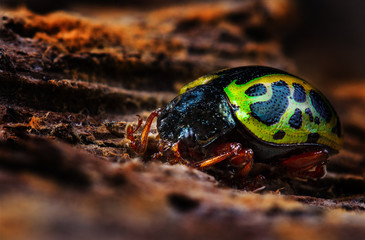 Bug