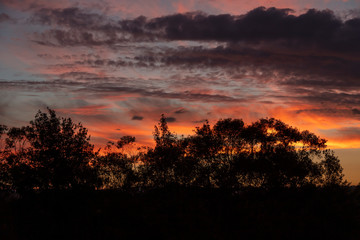 Red vibrant sunset with Eucalyptus trees in the foreground.