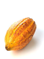 Fresh cocoa fruit pod white background