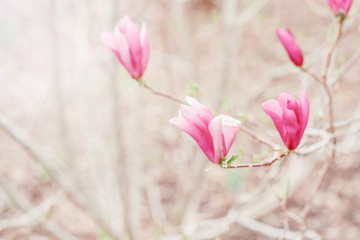 Obraz premium Beautiful macro of purple pink magnolia flowers on tree branches. Sun light from above. Pale light faded pastel tones. Artistic amazing spring nature. Natural floral background with copyspace