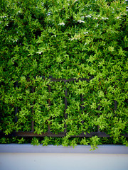 Fototapeta na wymiar garden plants for wall