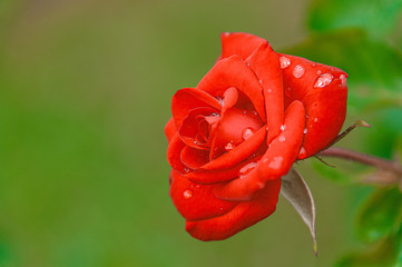 Red Rose. Beautiful red rose with morning dew on the petals taken with shallow depth of field.