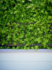 garden plants for wall