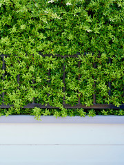 garden plants for wall