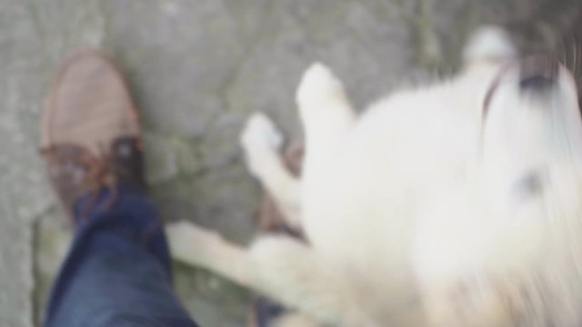 A man is playing with a cute puppy