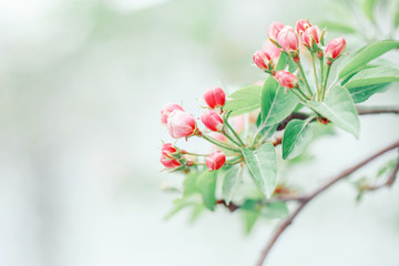 Beautiful macro of pink red small wild apple cherry buds on tree branches with light green leaves. Pale faded pastel tones. Amazing spring nature. Natural floral background with copyspace.