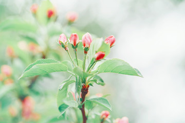 Beautiful macro of pink red small wild apple cherry buds on tree branches with light green leaves. Pale faded pastel tones. Amazing spring nature. Natural floral background with copyspace.