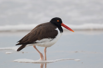American Oystercatcher (Haematopus palliatus) walks along the beach at sunrise in Cape May, NJ
