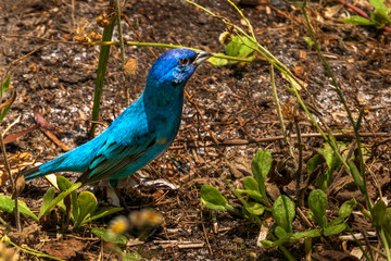 Blue bird