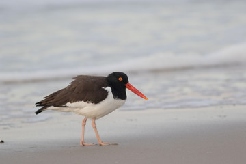 American Oystercatcher (Haematopus palliatus) walks along the beach at sunrise in Cape May, NJ