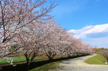 Obraz premium 風景 桜 並木 春 満開 道 茨城