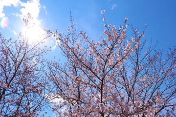 風景　春　桜　空　太陽　茨城