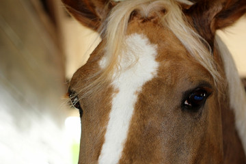 portrait of horse eyes